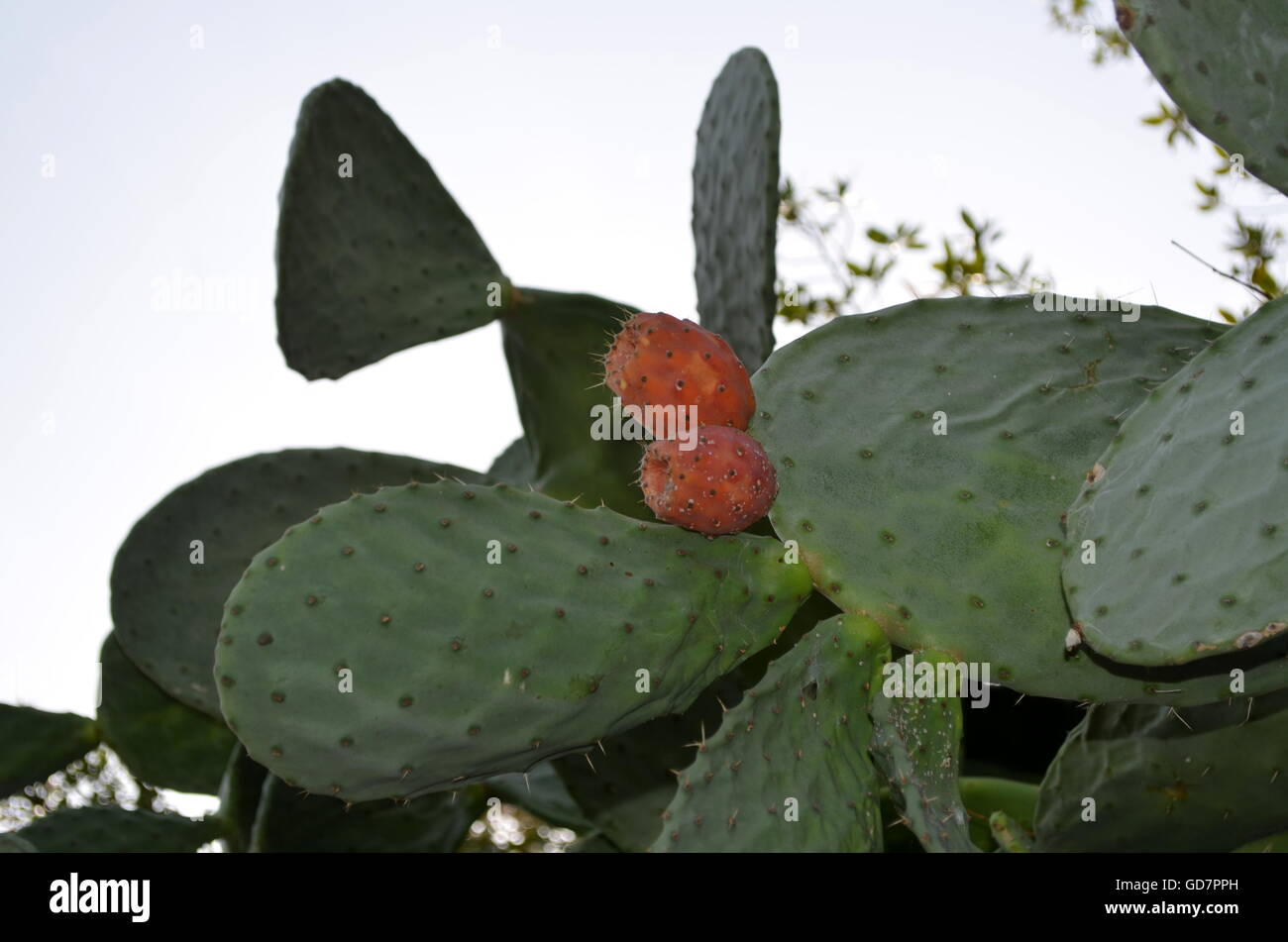 Opuntia (prickly pear) with ripe fruits on clear sky background Stock Photo