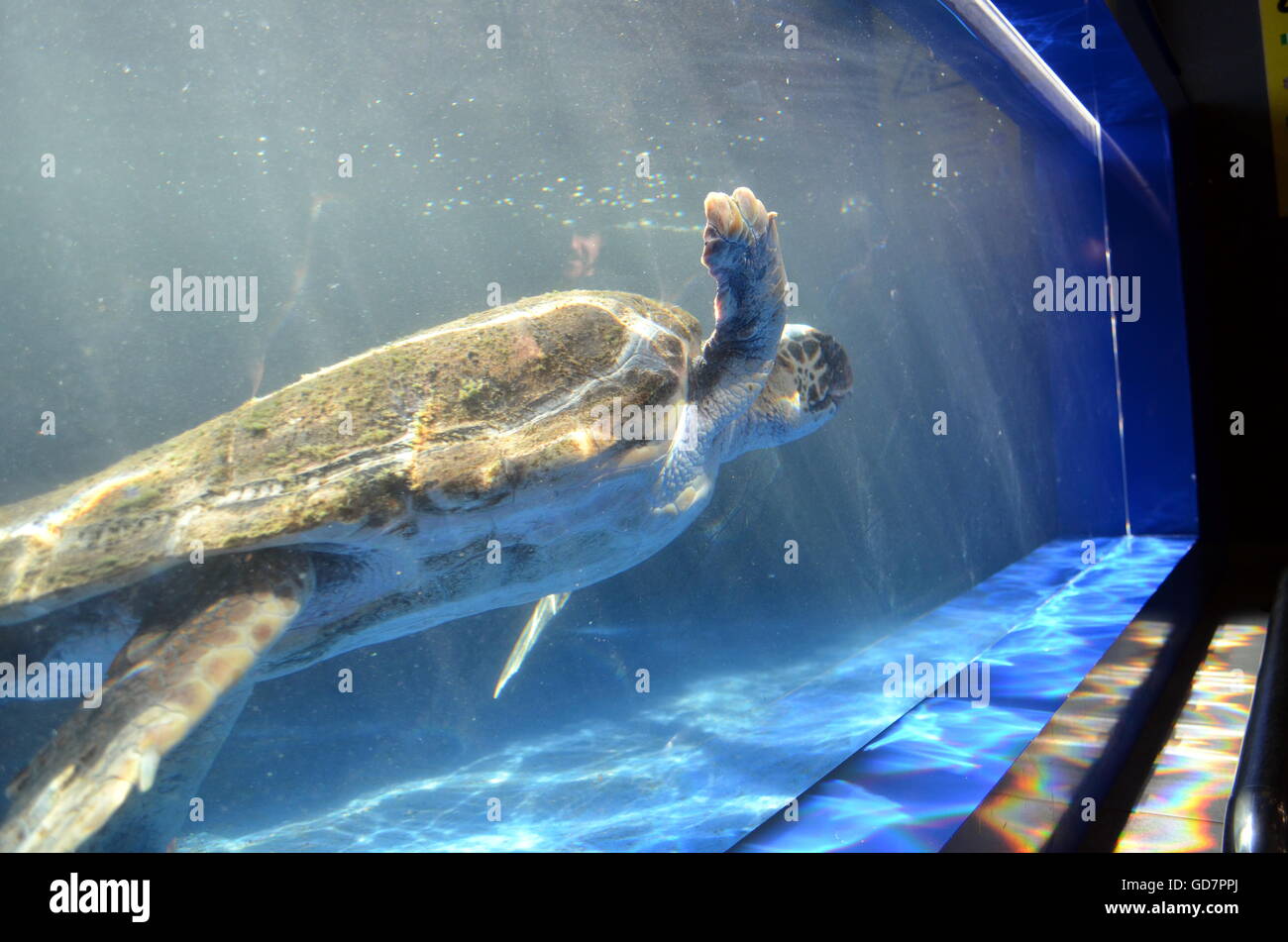 Close up shot of a sea turtle swimming Stock Photo