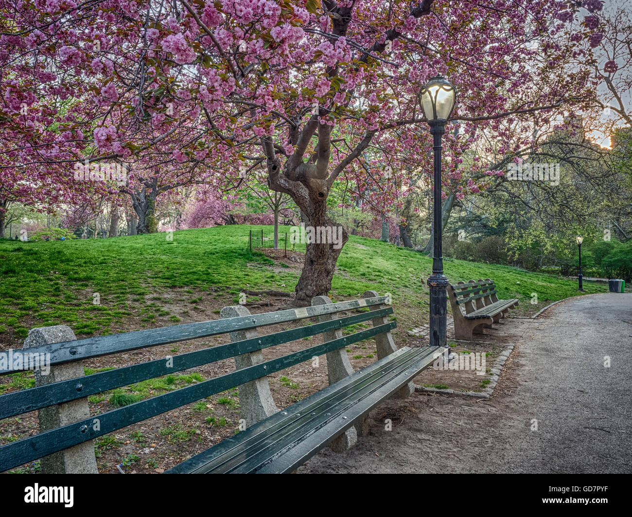 Spring in  Central Park with Japanese Cherry tree in full bloom Stock Photo