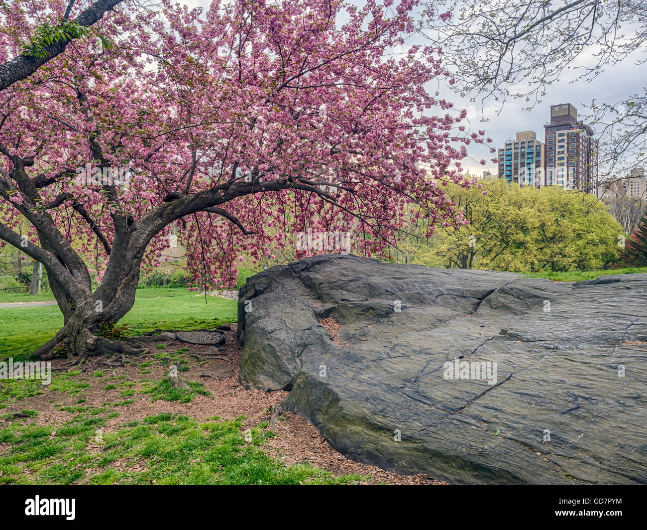 Spring in Central Park with Japanese Cherry tree in full bloom Stock ...