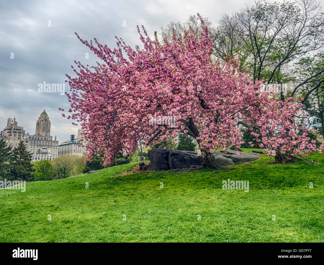 Spring in Central Park with Japanese Cherry tree in full bloom Stock ...
