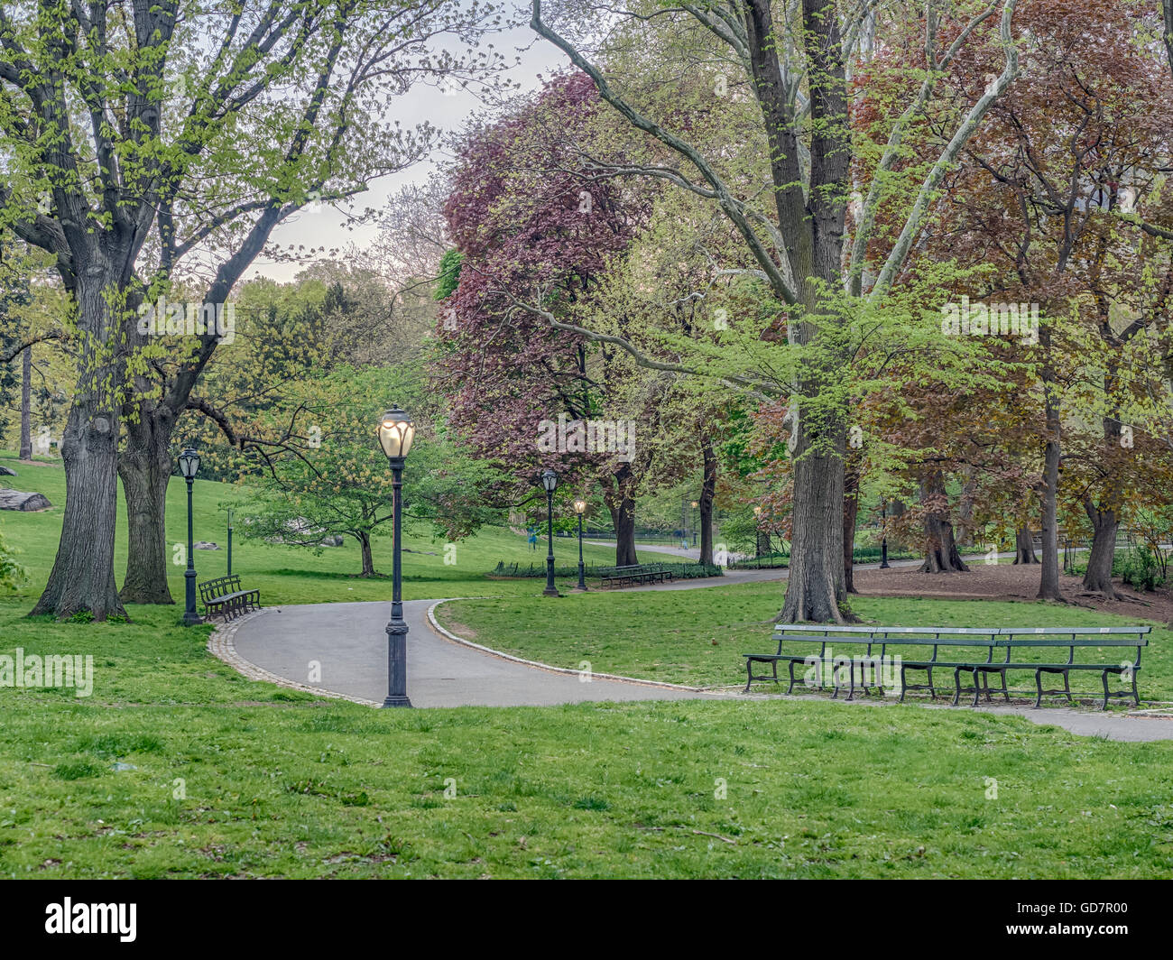 Spring in Central Park with Japanese Cherry tree in full bloom Stock ...