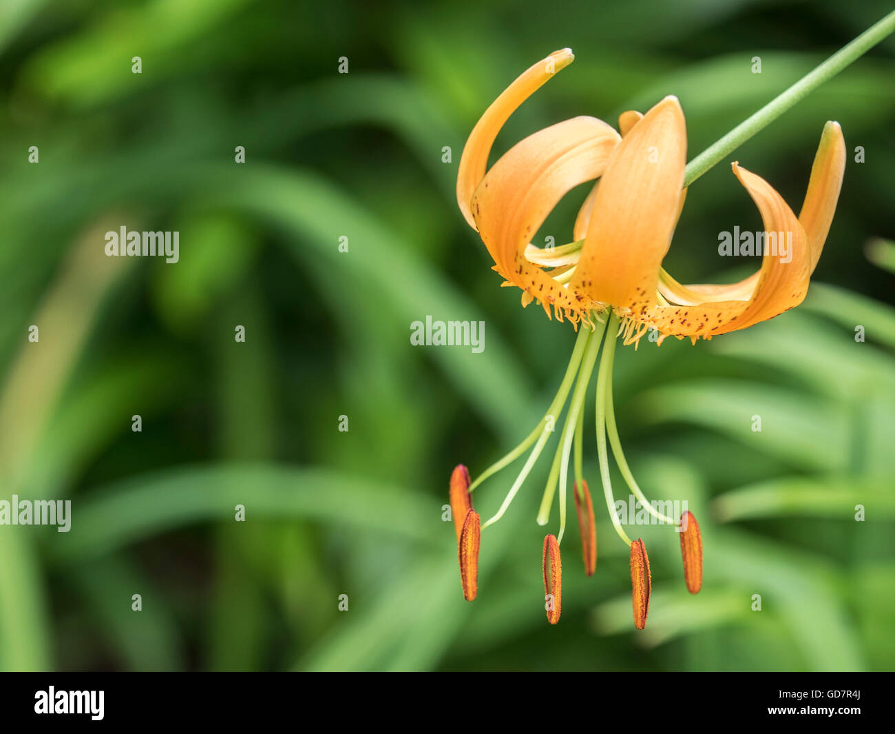 Lilium lancifolium hires stock photography and images Alamy