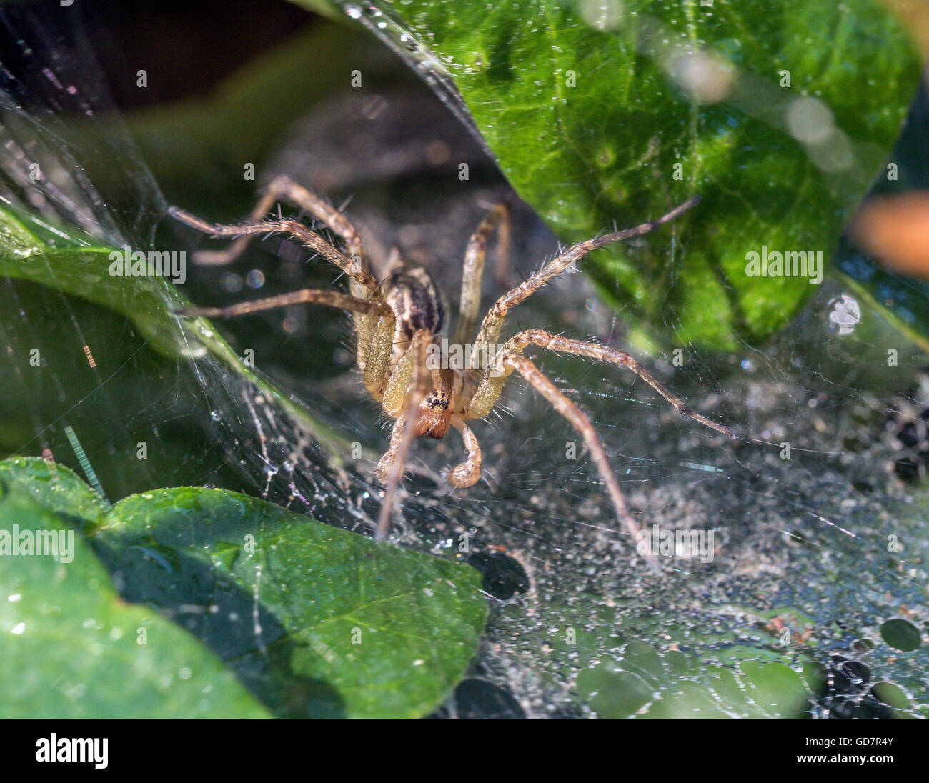 Funnel Weaver Spider waiting for prey in web in garden Stock Photo