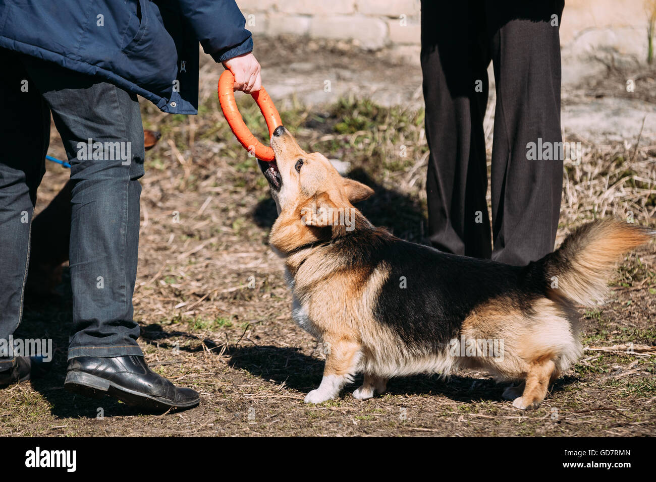 Funny Welsh Corgi Dog Play Outdoor. The Welsh Corgi Is A Small Type Of Herding Dog That Originated In Wales. Stock Photo