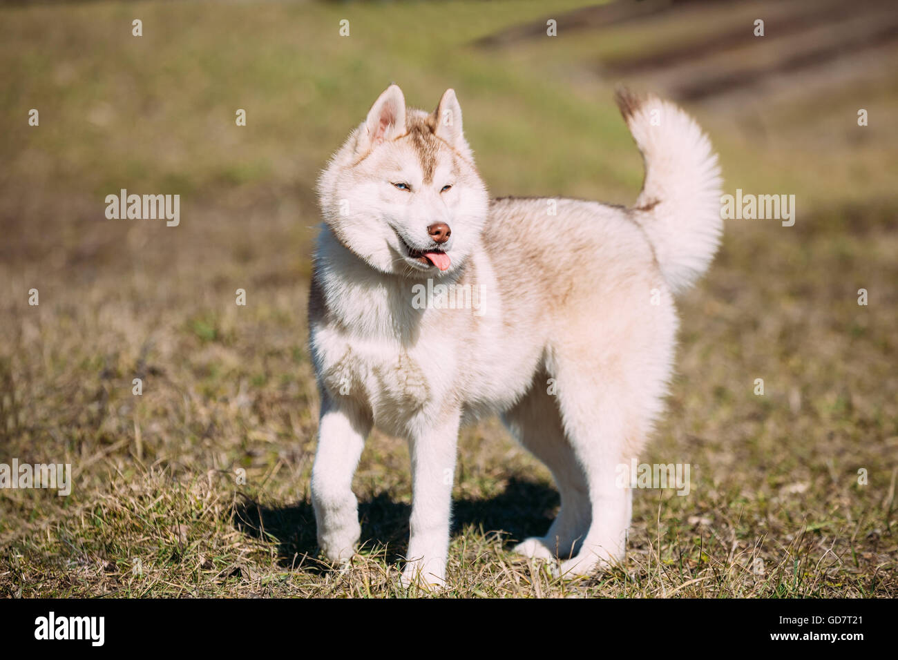 red siberian husky puppies with blue eyes