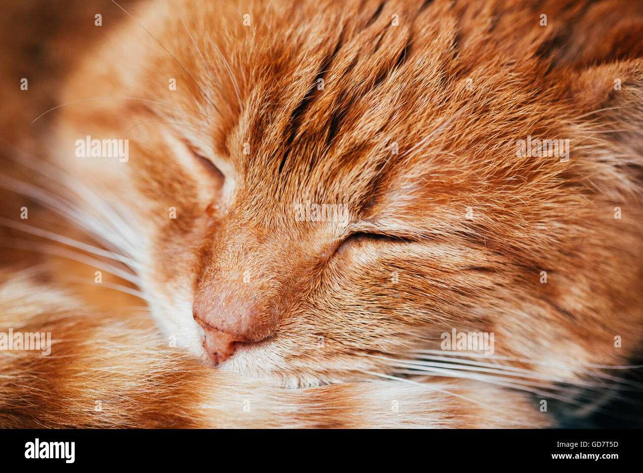 Close Up Of Peaceful Red Cat Curled Up Sleeping Home In His Bed Stock Photo Alamy