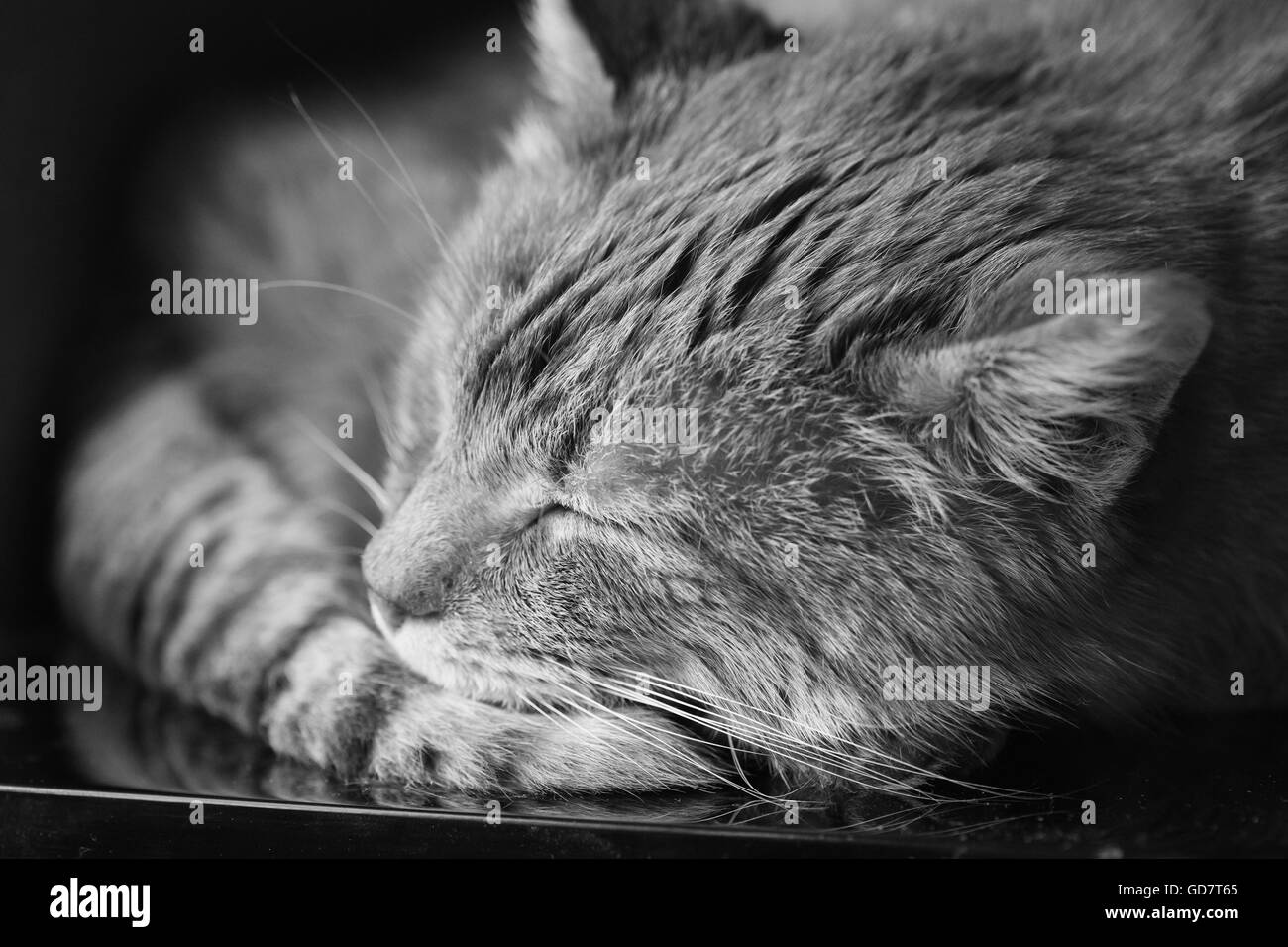 Close Up Of Peaceful Cat Curled Up Sleeping Home In His Bed. Black And White Photography Stock Photo