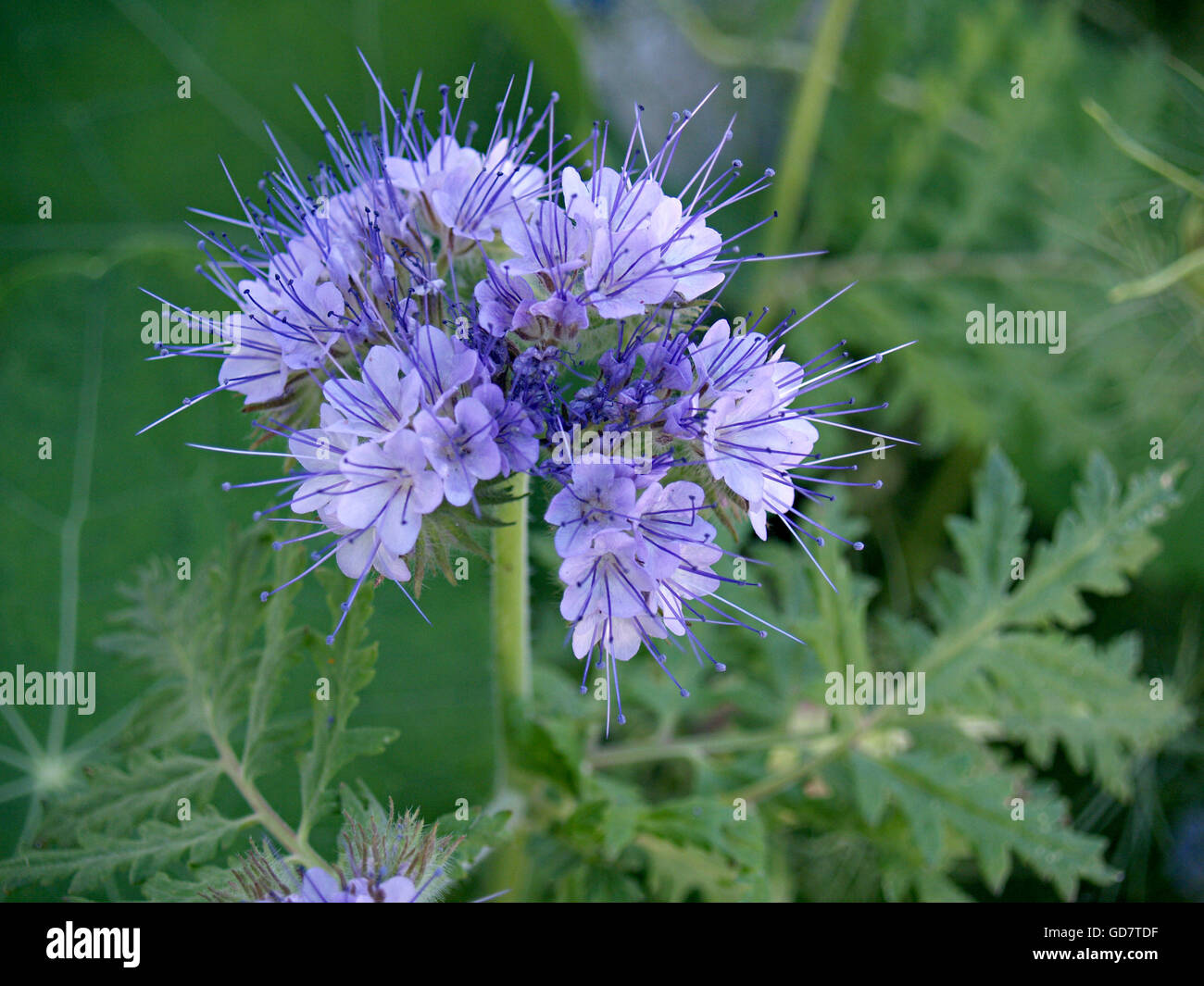 Blue white wild flower hi-res stock photography and images - Alamy