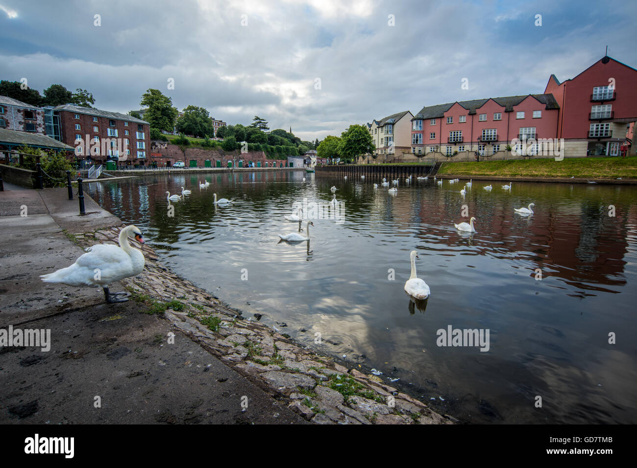 White Swans on the Quayside in Exeter Devon Stock Photo