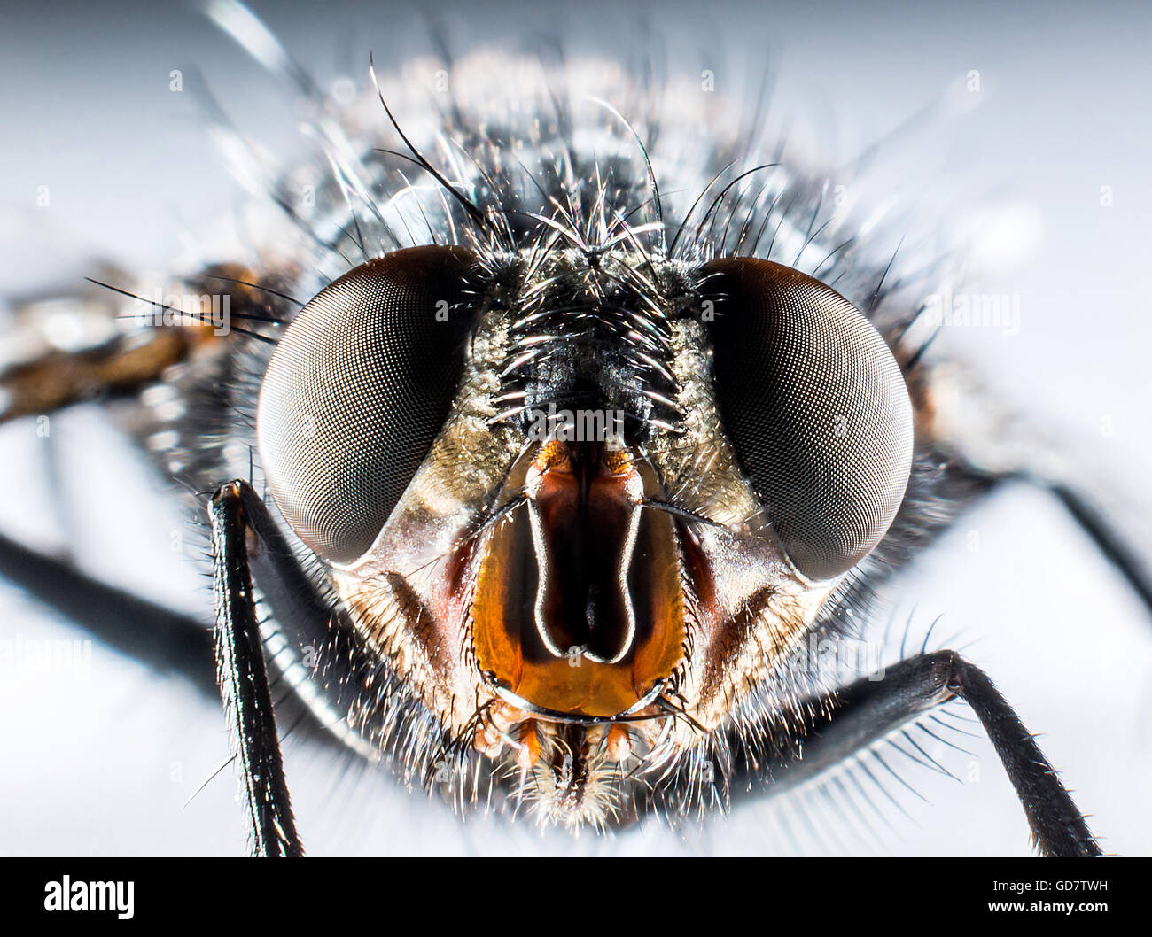 Detail of head of bluebottle fly  macro photography Stock Photo