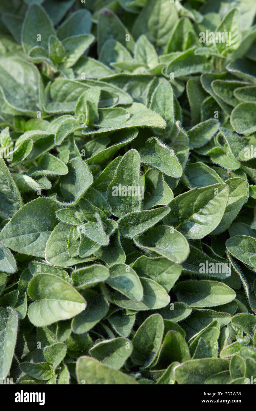 Oregano, origanum vulgare plants background Stock Photo