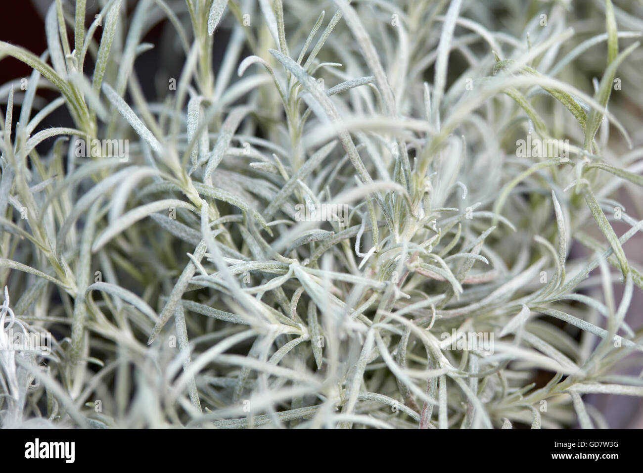 Helichrysum italicum, curry plant leaves background Stock Photo