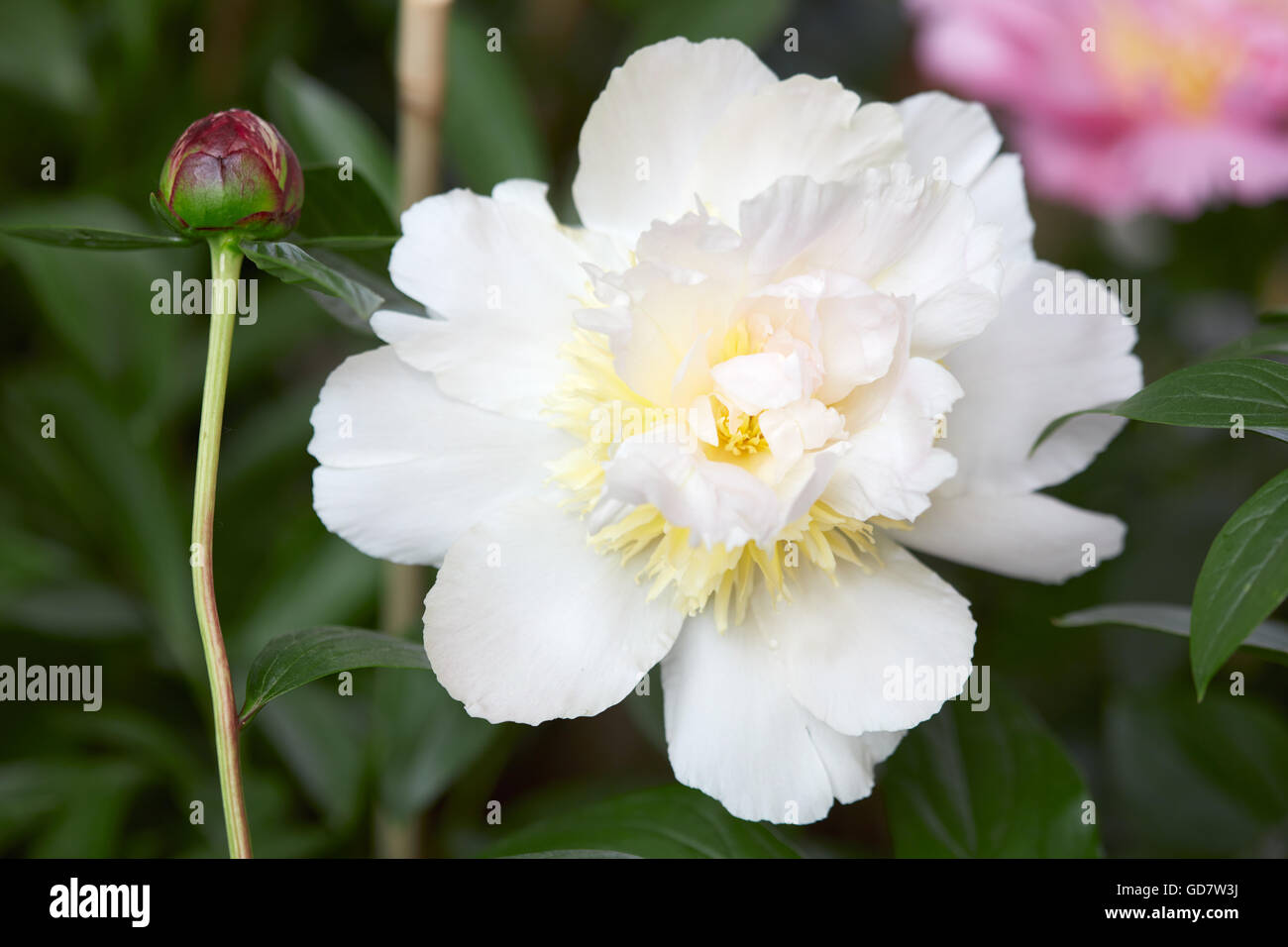 White peony flower and bud on green leaves background Stock Photo