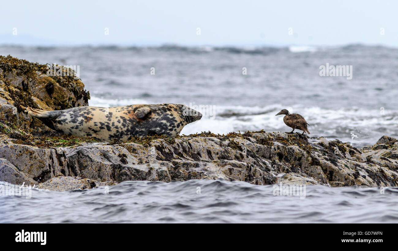 Grey seal , Farne Islands Nature Reserve, England Stock Photo