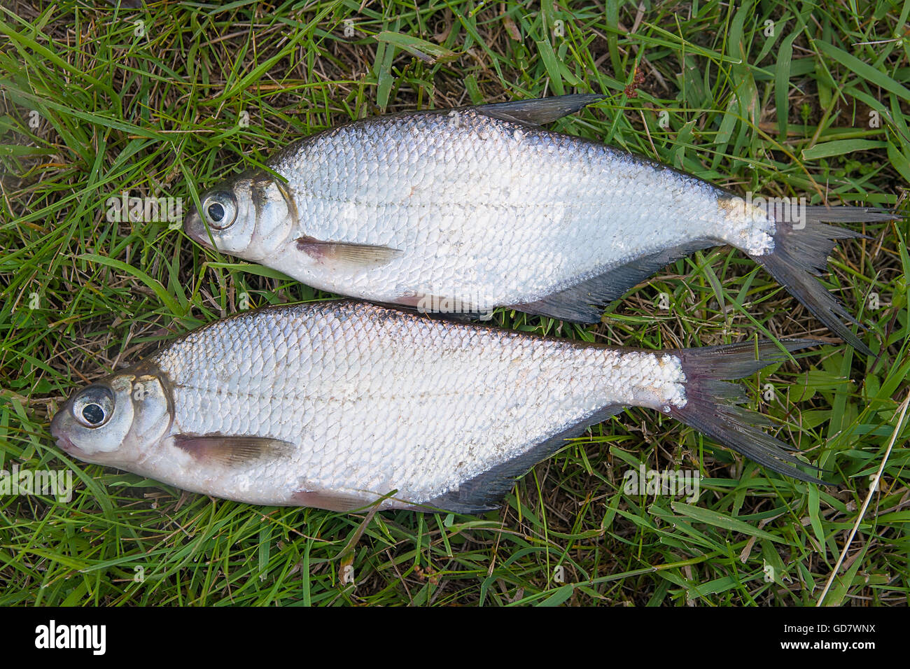Freshwater fish just taken from the water. Two silver bream or white ...