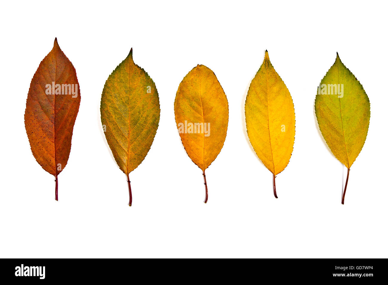 Autumn leaves of cherry tree isolated on white background. With clipping path. Autumn leaves of cherry tree colored by yellow Stock Photo