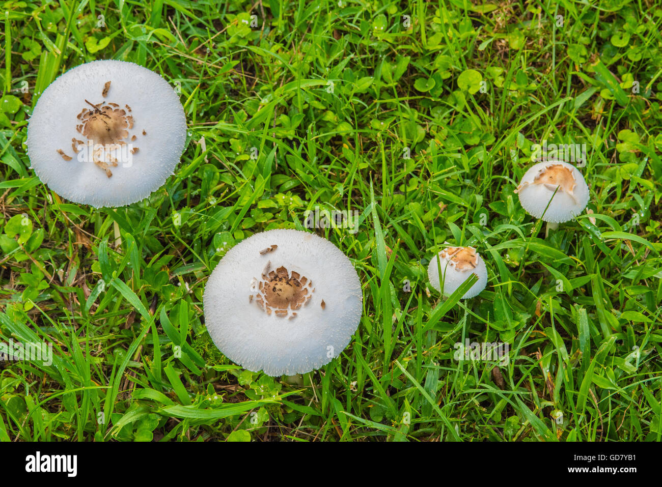 Mushrooms growing in green lawn in Plant City Florida Stock Photo