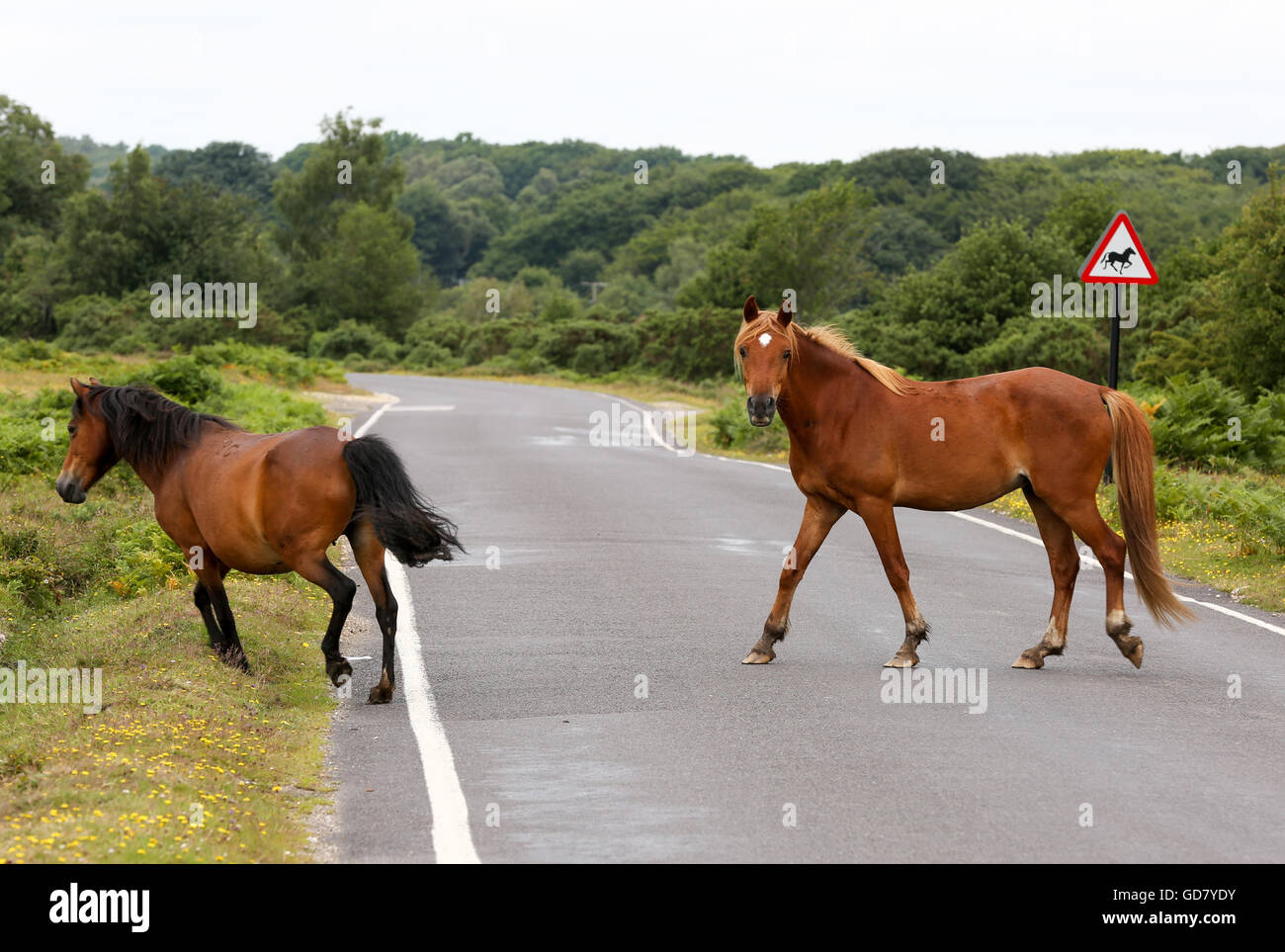 New Forest Pony / Ponies crossing the road in the New Forest National Park, Hampshire, UK Stock Photo