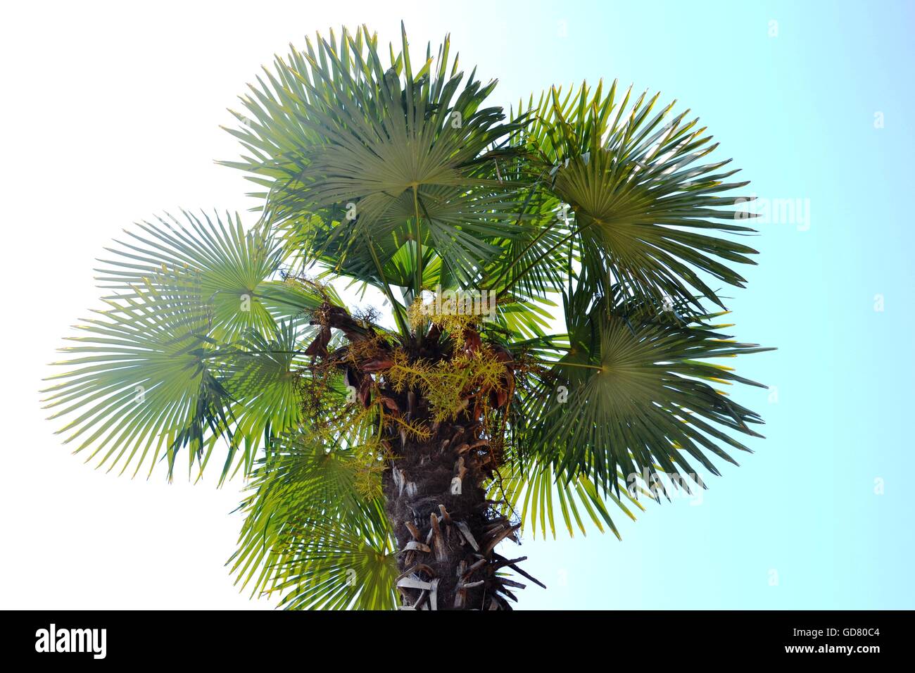 Palm leafs Stock Photo