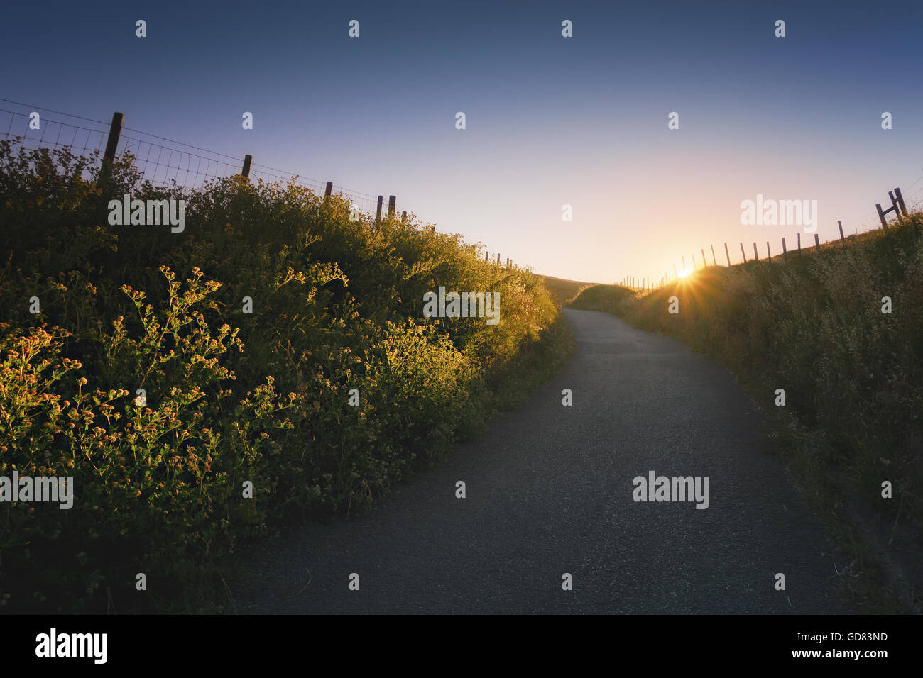 path in the countryside at the sunset Stock Photo - Alamy