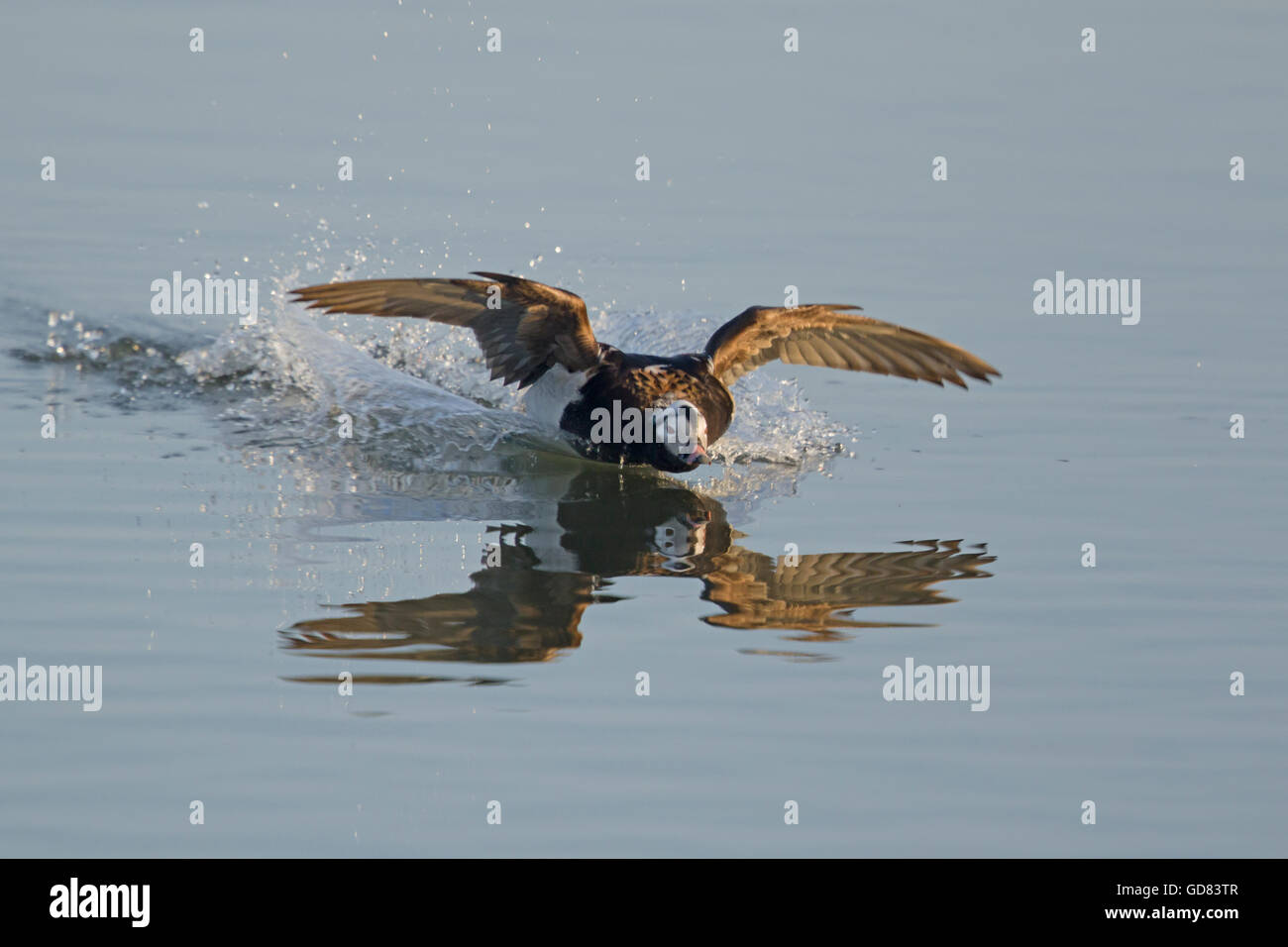 Long-tailed Duck Clangula hyemalis - coming in to land Lake Myvatn Iceland BI028136 Stock Photo