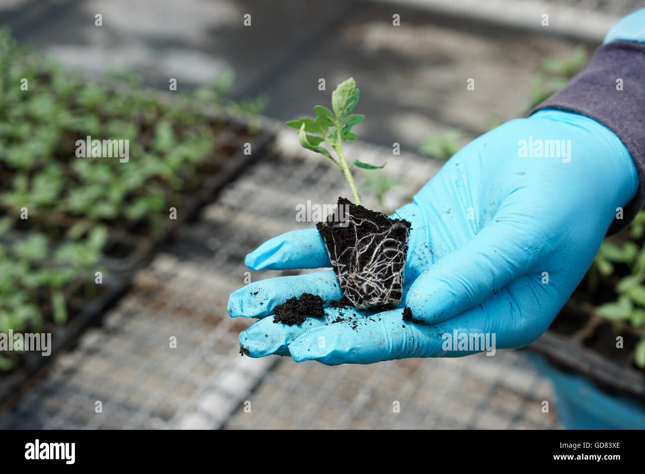 tomato seedling in hand with blue gloves Stock Photo
