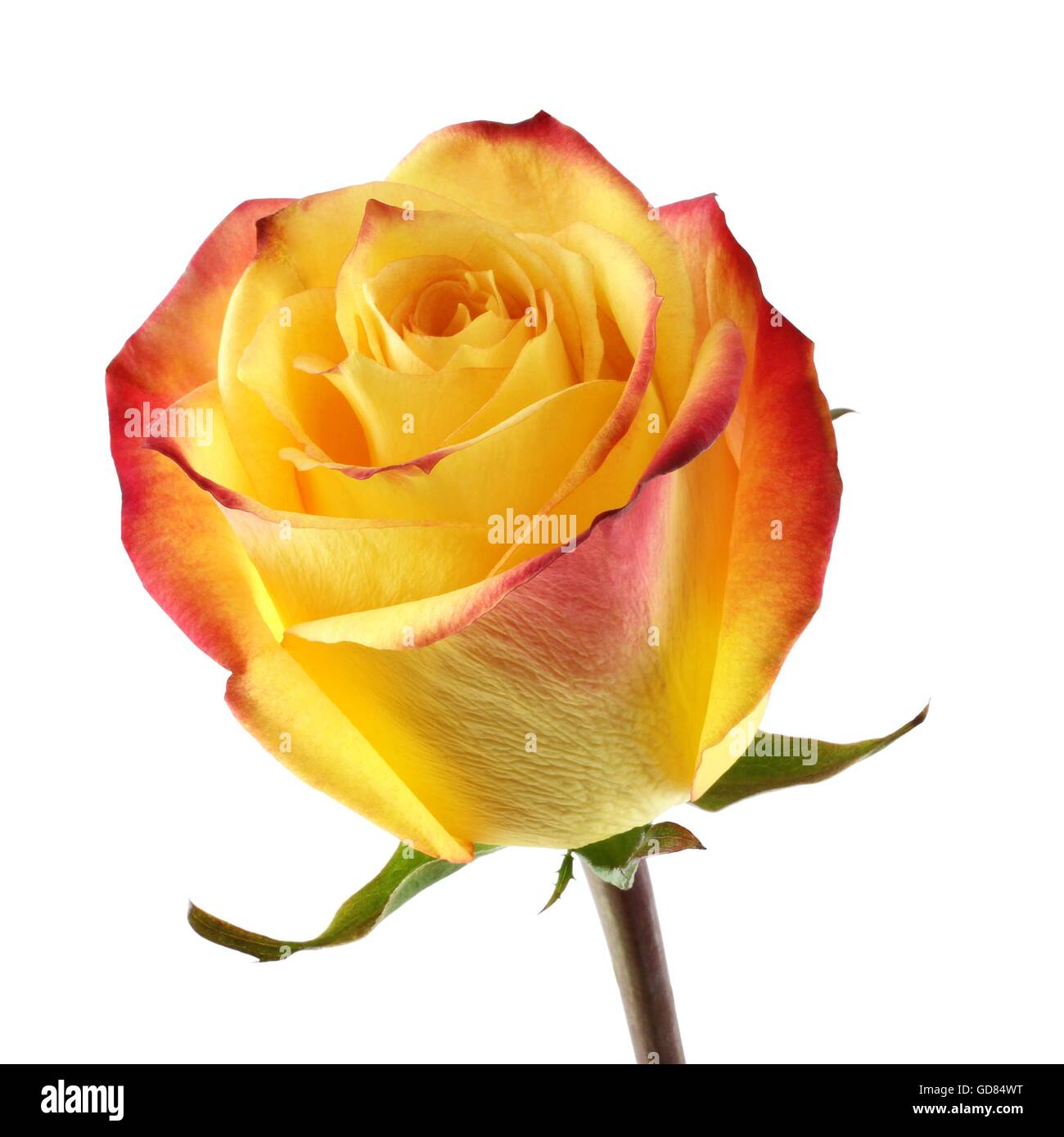 Yellow rose with red edges of petals on white background Stock Photo