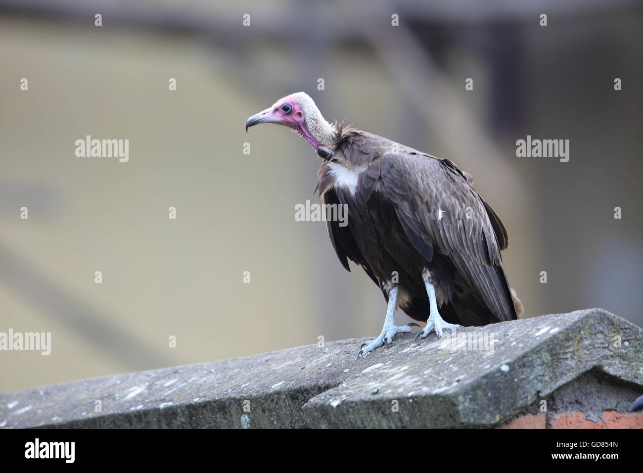 Hooded Vulture (Necrosyrtes monachus) in Rwanda Stock Photo - Alamy
