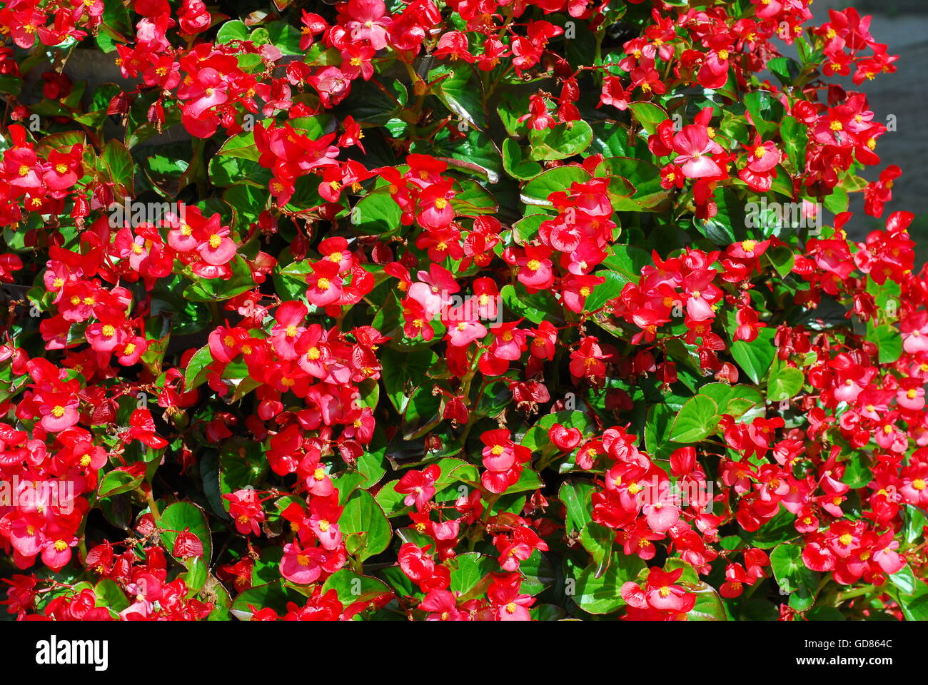 Begonia, begonia semperflorens Stock Photo