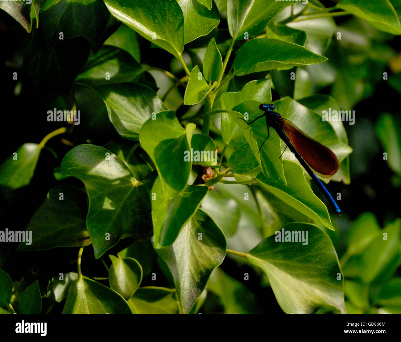 Image of a dragonfly while resting in a beautiful green leaves Stock ...