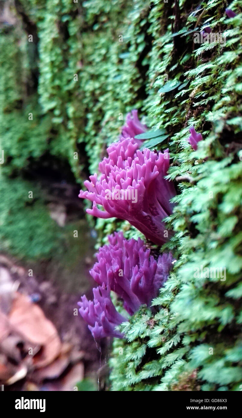 Purple coral fungi (Clavaria zollingeri) in moss in Australian rainforest Stock Photo