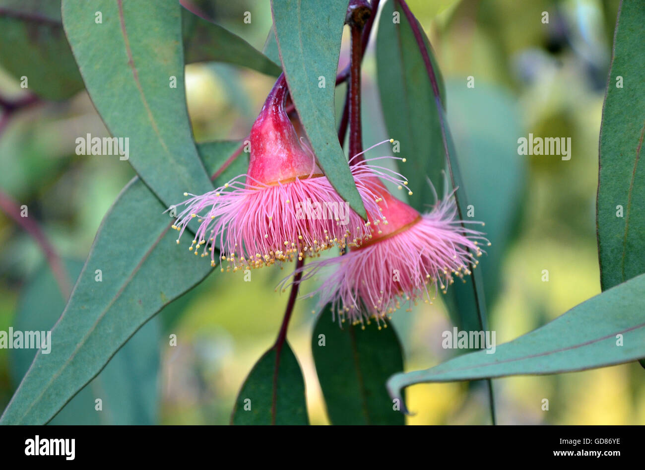 Pink gum tree Silver Princess blossoms, Eucalyptus caesia ,Perth Western Australia Stock Photo
