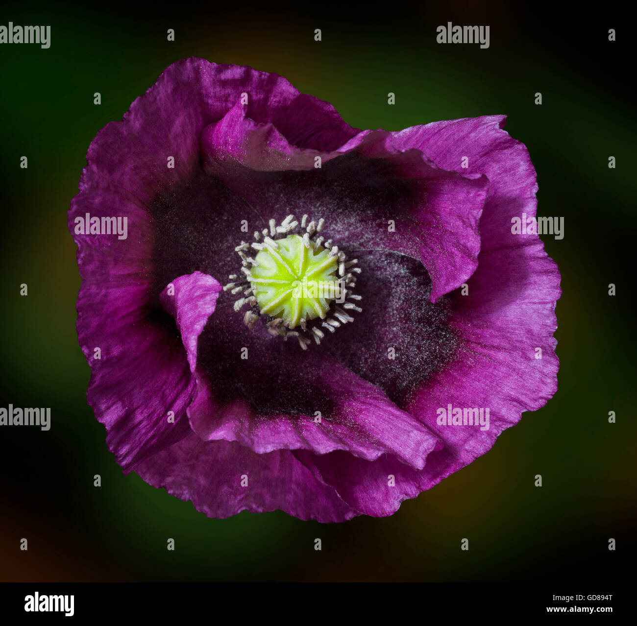 Purple Oriental opium Poppy, Papaver somniferum Stock Photo