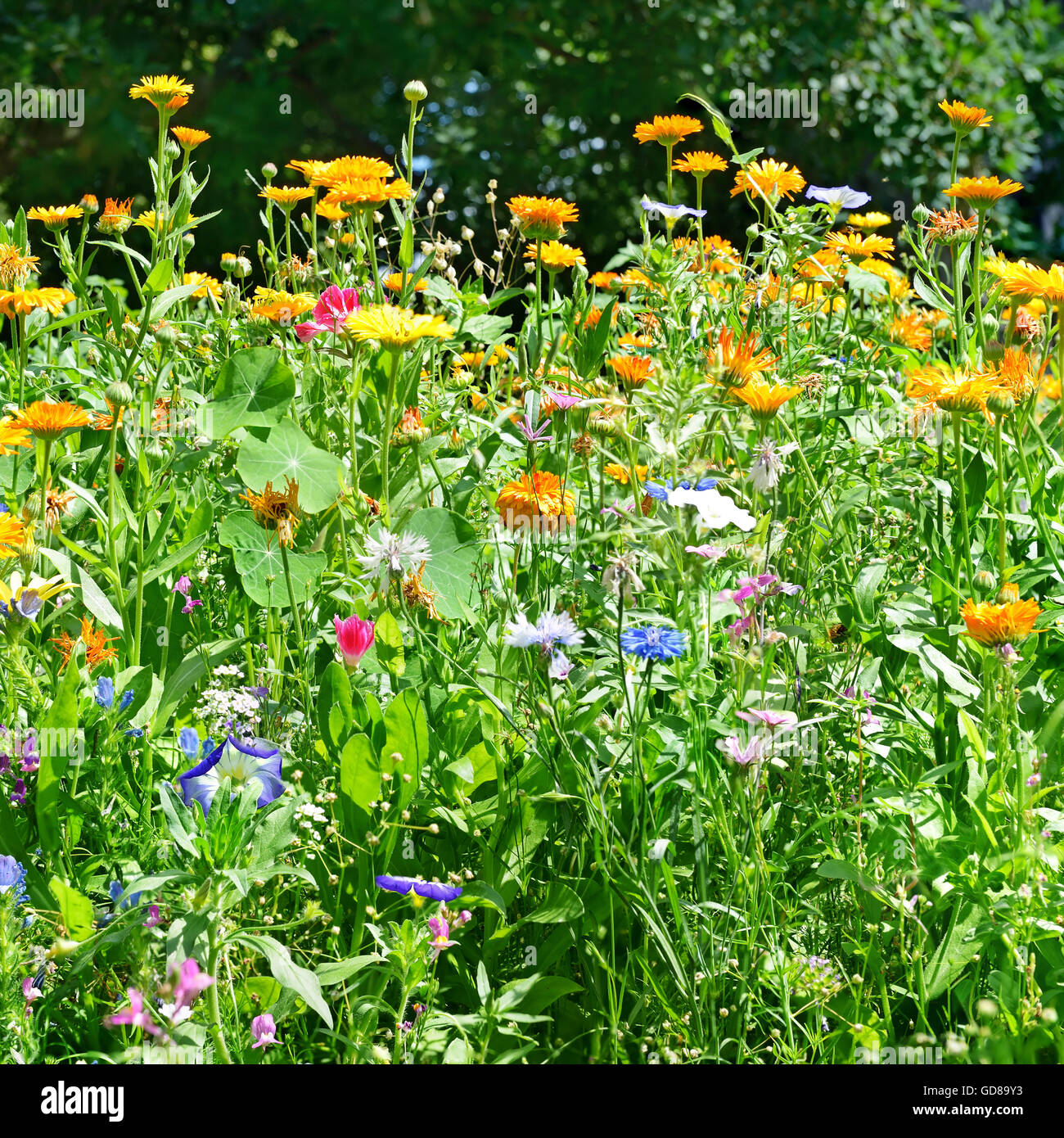Blossoming flowerbeds in the park Stock Photo