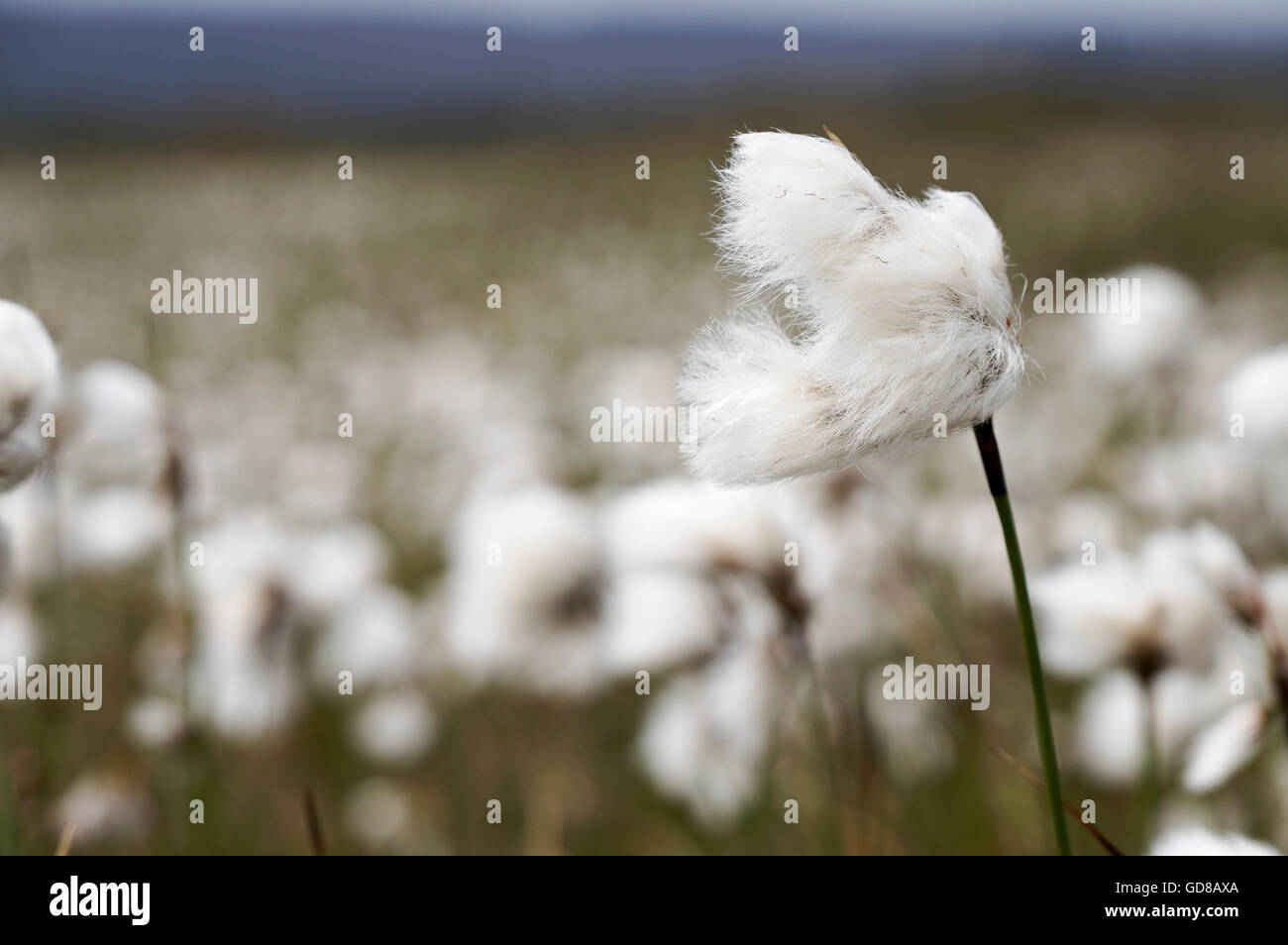 White cotton grass growing in Peak District Derbyshire England Stock Photo Alamy