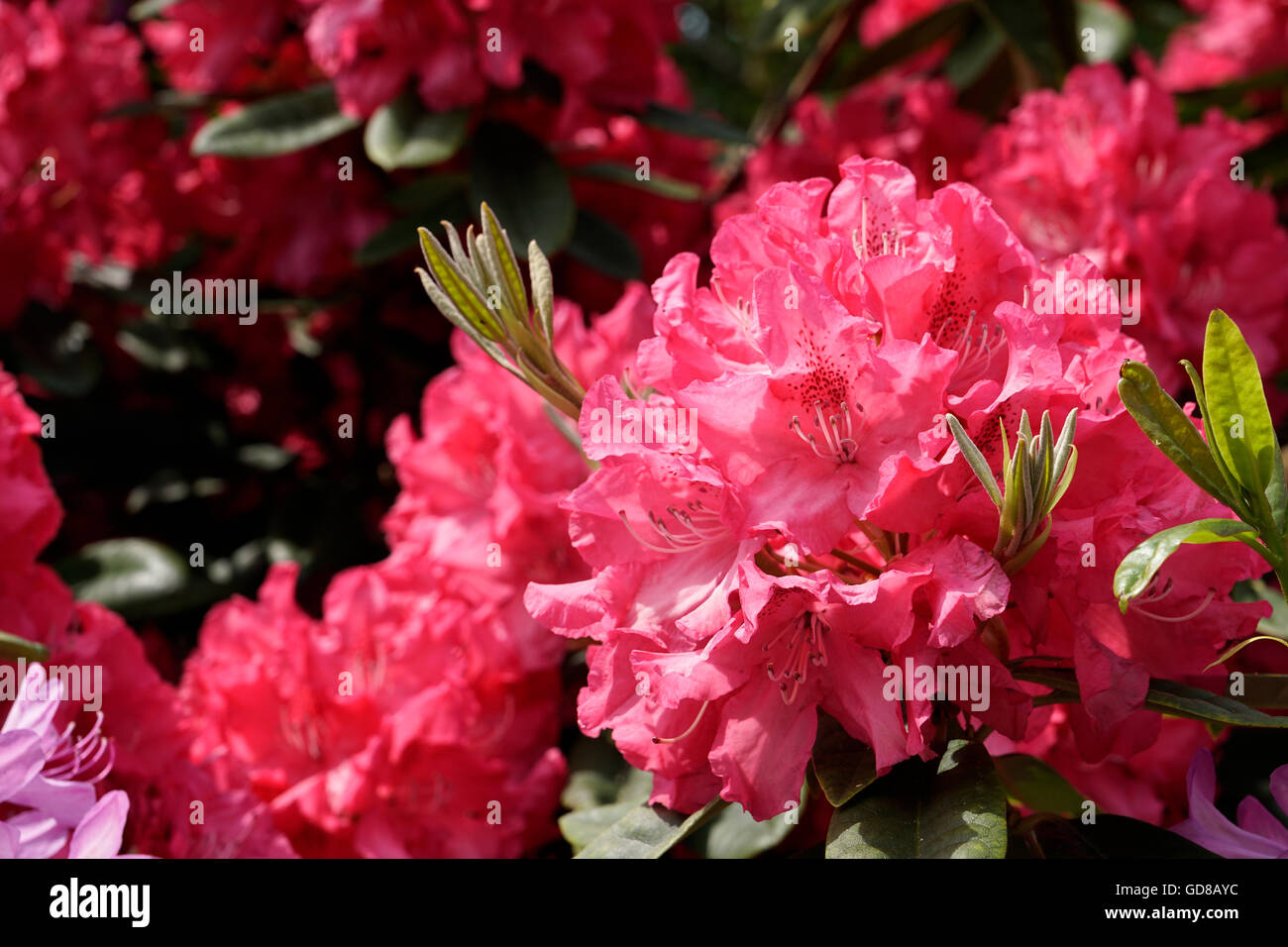 Red Rhododendron England Red rhododendron in bloom hi-res stock photography and images - Alamy