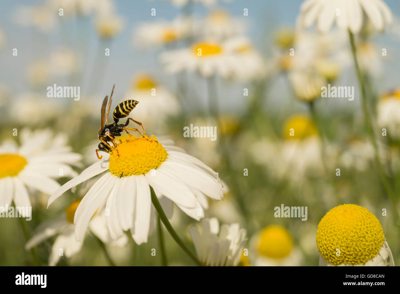 Insect wasp on daisywheel with white petal on background blue sky Stock Photo
