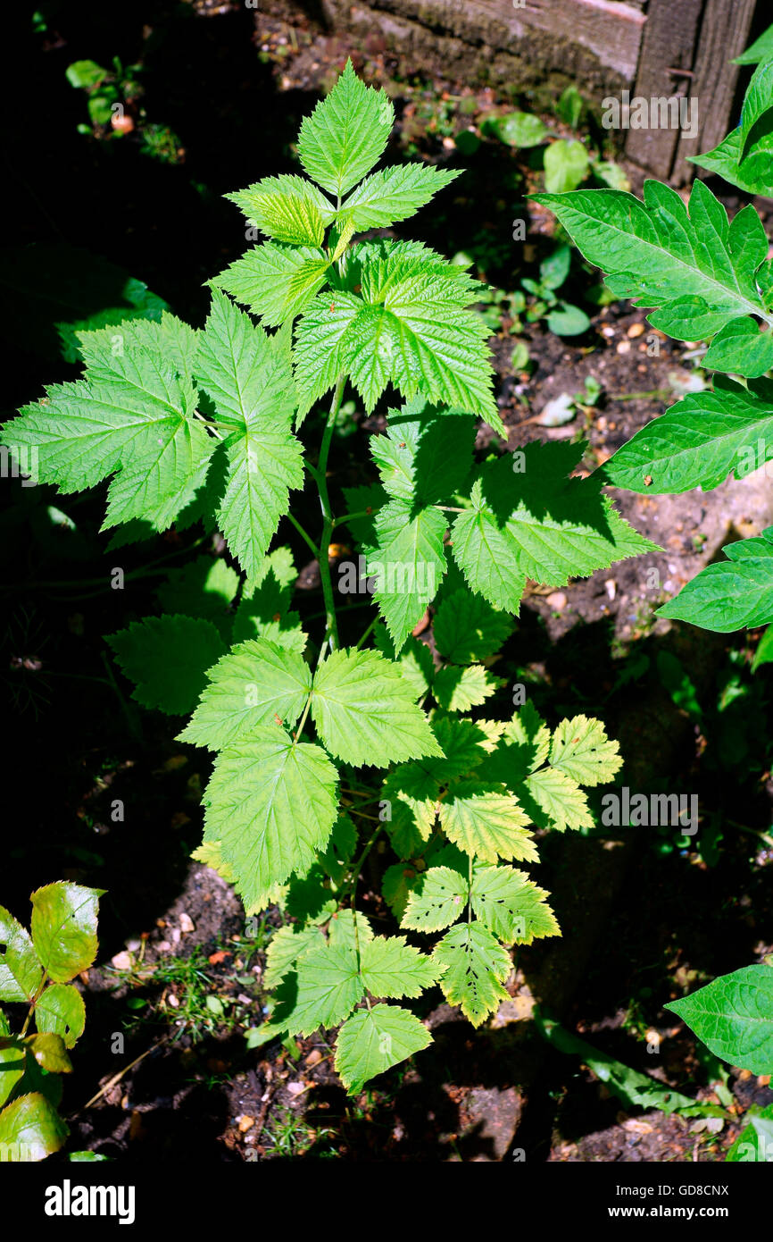 YOUNG RASPBERRY BUSH Stock Photo Alamy