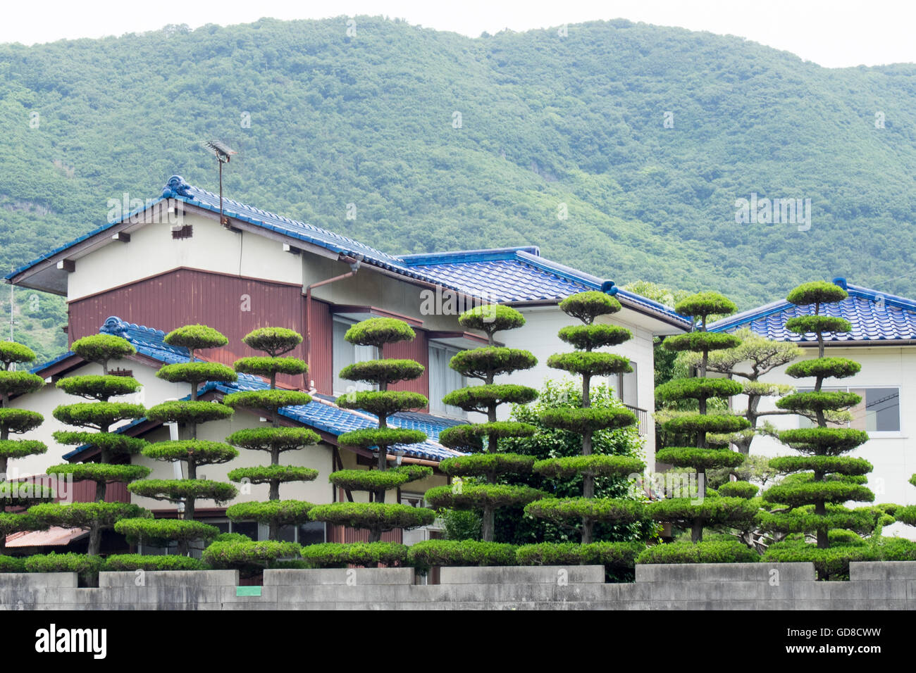 Manicured trees beside dwelling in Shikoku Japan. Stock Photo