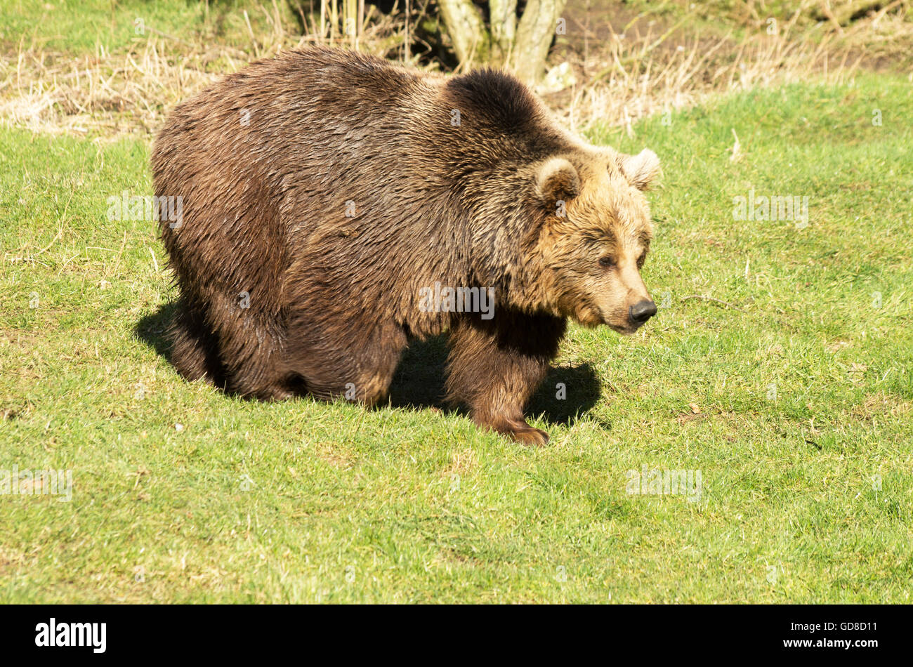EUROPEAN BROWN BEAR, Ursus Arctos Arctos, Zoo Stock Photo - Alamy