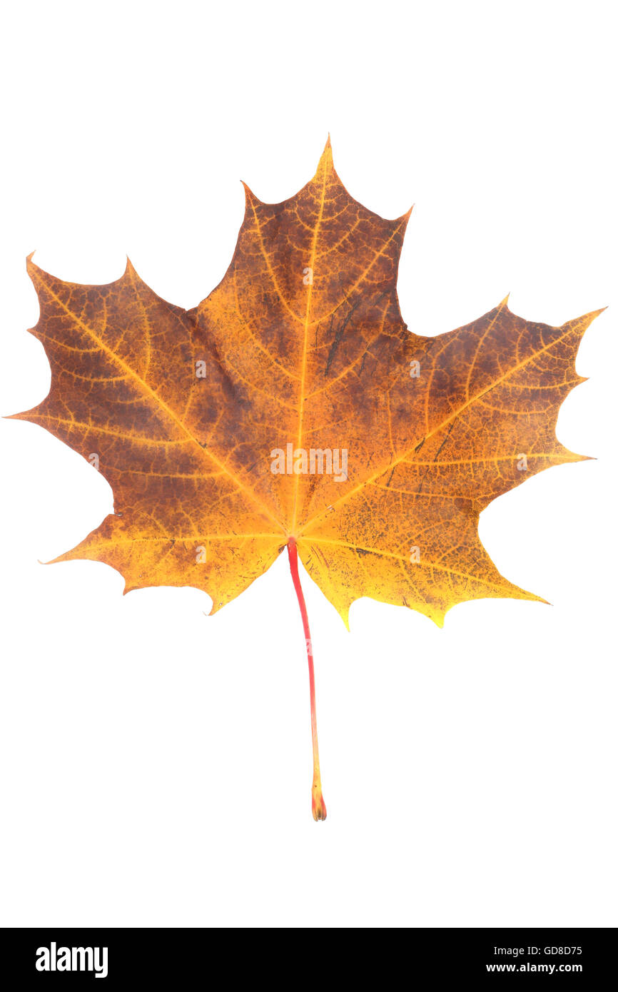 One orange autumn dry maple leaf isolated on white background Stock ...