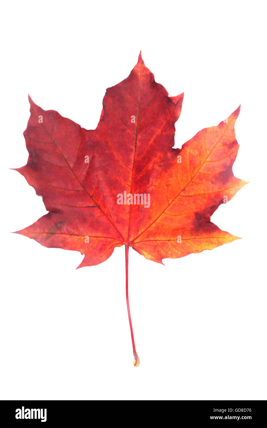One red autumn dry maple leaf isolated on white background Stock Photo ...