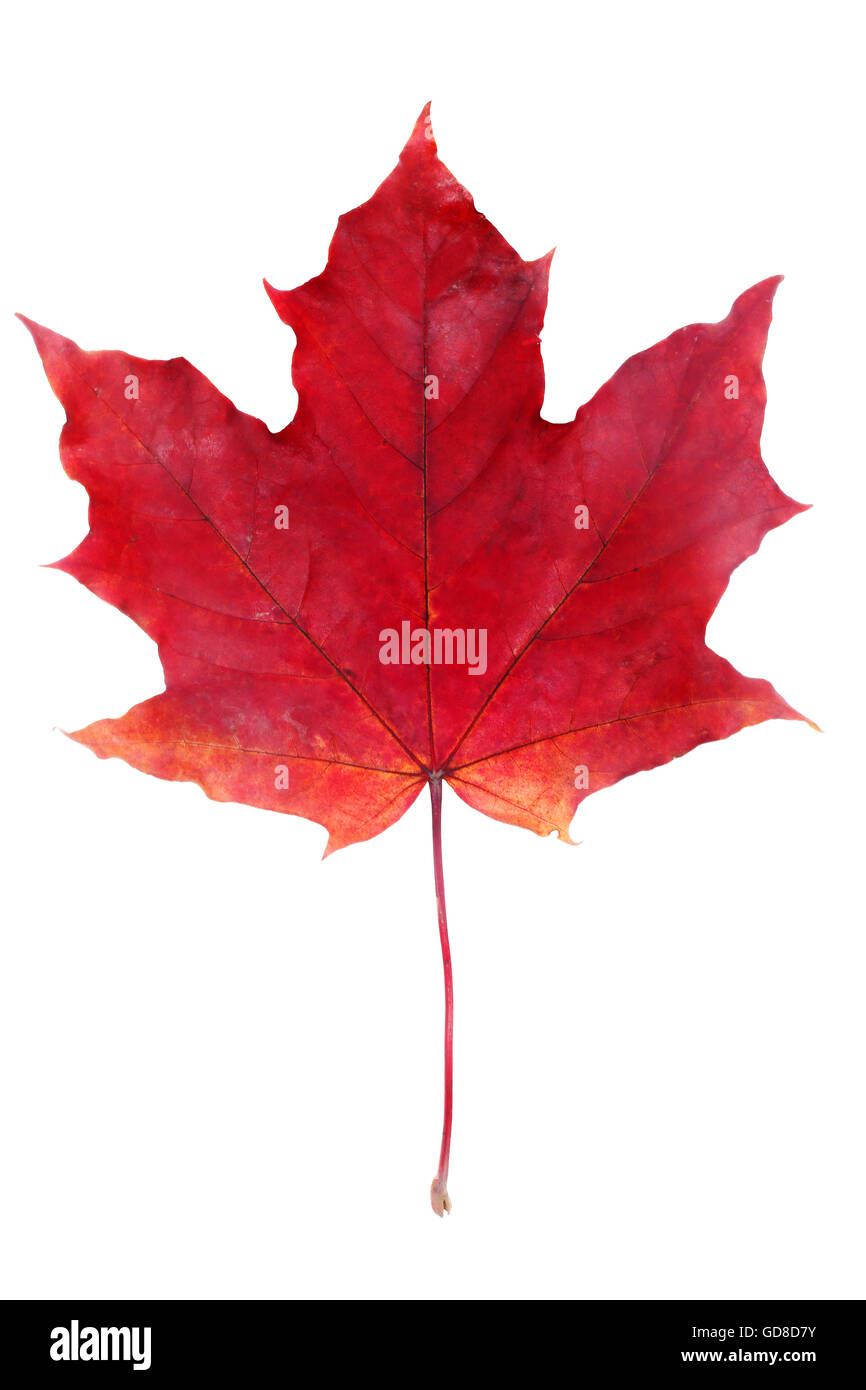 One dry maple leaf hi-res stock photography and images - Alamy
