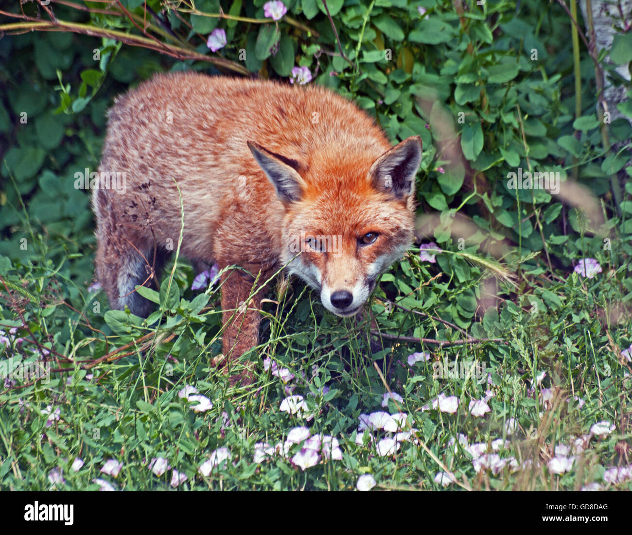 RED FOX, Vulpes Vulpes, Surrey Stock Photo - Alamy