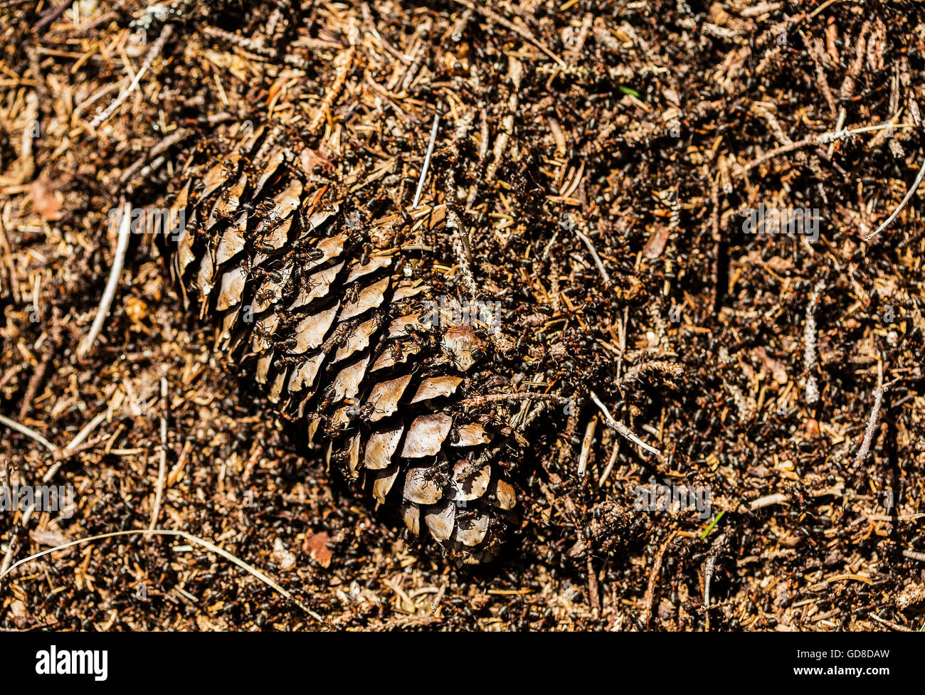 Ant pile with a spruce cone with ants all over it. Stock Photo