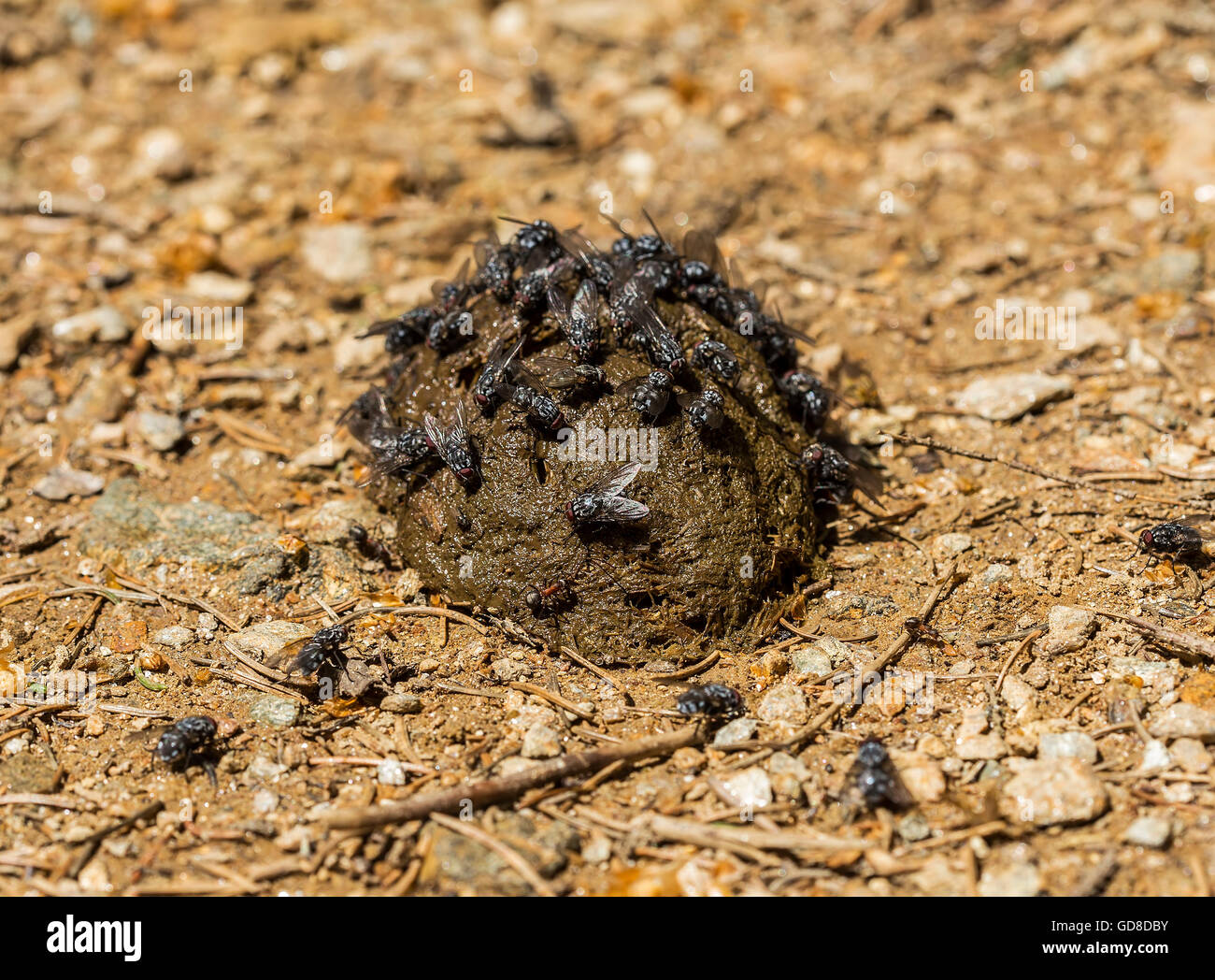 Flies on a horse manure picking up food Stock Photo Alamy