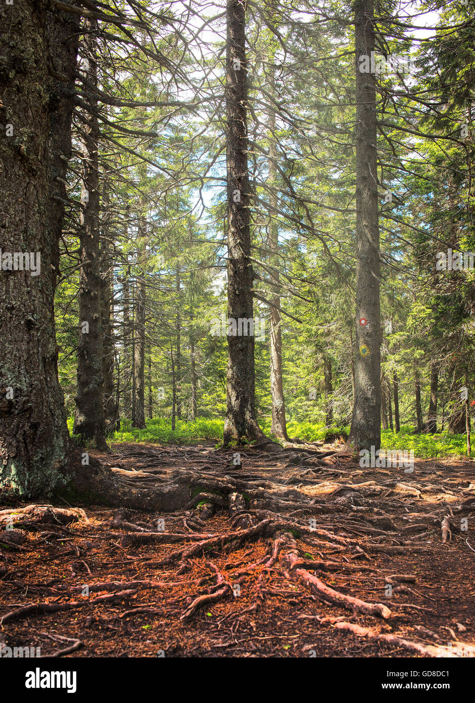Mystery forest roots hi-res stock photography and images - Alamy