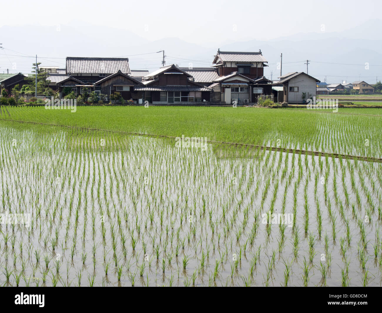 Japanese Rice Fields