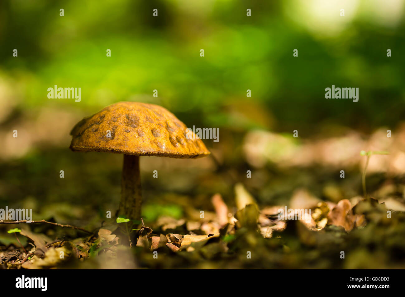 Lonley small mushroom in the forest Stock Photo